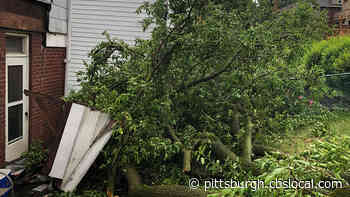 Tree Falls Onto Home In Carrick Neighborhood