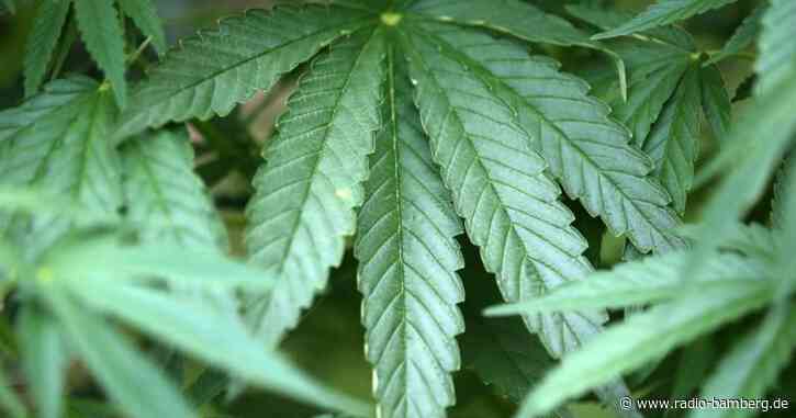 Cannabis auf dem Grill: Paar will Beweismittel verbrennen