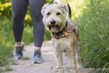 Bark Run set to arrive at Wimbledon Common