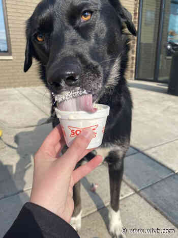 Sonic in Cheektowaga adds limited edition Pup Cups to the menu to benefit shelter pets