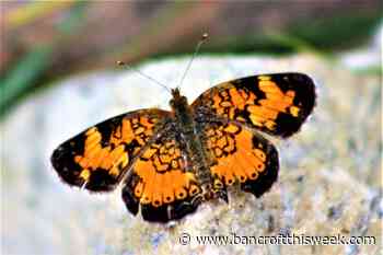 Contemplating the essential | Bancroft this Week - Bancroft This Week