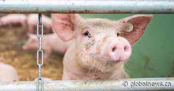 Maple Leaf Foods signs deal to buy 4 pig farms in Saskatchewan