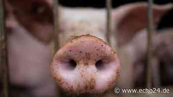 Ulm: Tierquälerei - Horror-Aufnahmen aus Schweinebetrieb schockieren - echo24.de