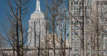 In Maya Lin’s ‘Ghost Forest,’ the Trees Are Talking Back