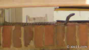 Escaped zebra cobra caught and removed but what happens next?