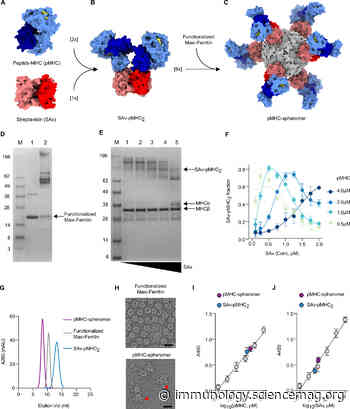 CD8+ T cells specific for conserved coronavirus epitopes correlate with milder disease in COVID-19 patients - Science