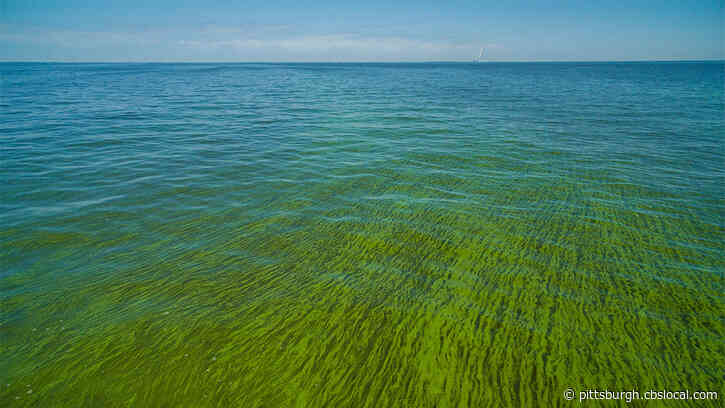 Scientists Forecast Another Mild Algae Bloom For Lake Erie This Summer
