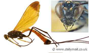 New wasp discovered looks like a 'flying jewel' and its body glows electric blue in light 