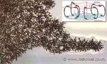 How tens of thousands of fire ants form living 'rafts' to help them escape floods 