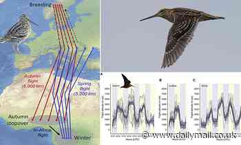 Nature: Migrating birds can reach dizzying heights of up to 28,500ft during their marathon flights
