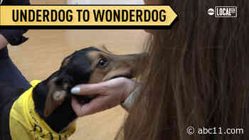 PAWS Chicago seeks homes for its most misunderstood dogs