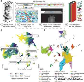 Embryo-scale, single-cell spatial transcriptomics - Science Magazine