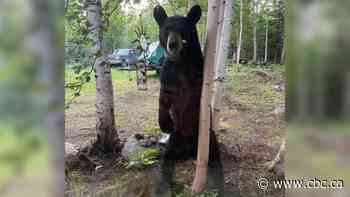 Black bear breaks into Sask. home, eats bread and butter before being scared out