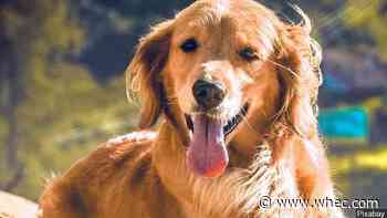 Rochester Animal Services advises holding lost dogs, if possible, ahead of the Fourth