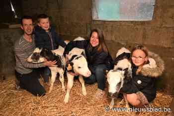 Koe Klaudia baarde gezonde drieling - Het Nieuwsblad