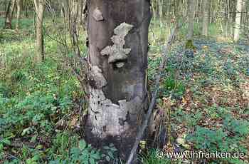 Bamberg: Rußrindenkrankheit im Vormarsch - Ausbruch bei sechs fränkischen Forstämtern - inFranken.de