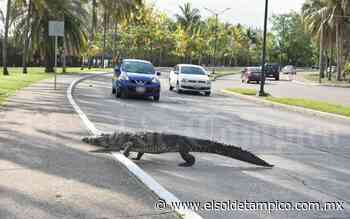 En Tampico, ¿qué tan probable es que ataque un cocodrilo? - El Sol de Tampico