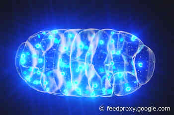 Could Mitochondria Be the Key to a Healthy Brain?