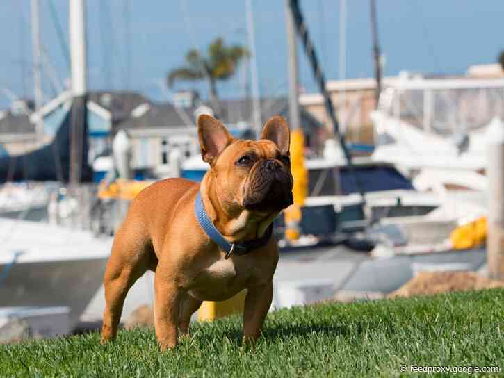 The 5 best dog collars in 2021, according to a professional dog trainer