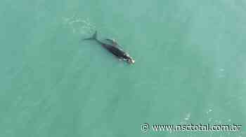 Primeiro filhote de baleia-franca de 2021 é flagrado em Imbituba, no Sul de SC | NSC Total - NSC Total