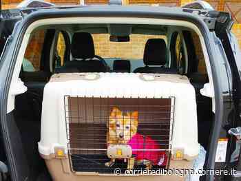 Modena, Matteo inaugura il servizio di «pet taxi»: trasporto animali con tutti i confort - Corriere della Sera