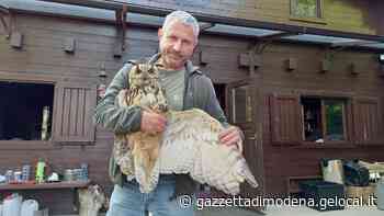 Soliera, il Pettirosso in prima linea. Recuperato splendido esemplare di gufo reale - La Gazzetta di Modena