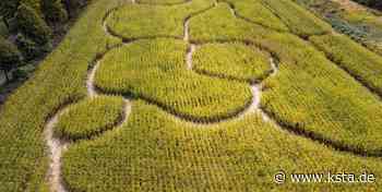 Rhein-Sieg-Kreis: Das Maislabyrinth in Lohmar ist bald wieder geöffnet - Kölner Stadt-Anzeiger