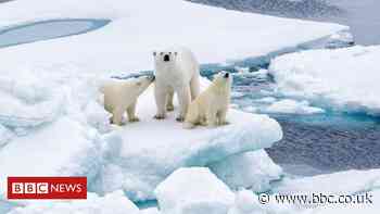 Climate change: 'Last refuge' for polar bears is vulnerable to warming