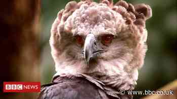 Amazon eagle faces starvation in 'last stronghold'
