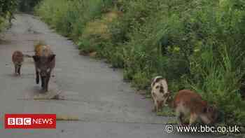 Fukushima disaster: Tracking the wild boar 'takeover'