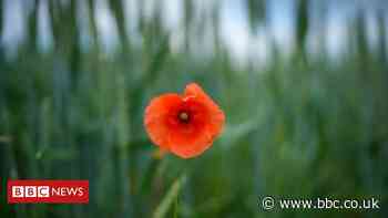 UK government's 'toothless policies' failing to protect nature