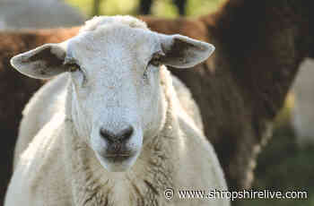 Cases of E.coli linked to Acton Scott historic working farm - Shropshire Live