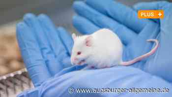 Wie sollen die Tierversuche an der Uni Augsburg aussehen? - Augsburger Allgemeine