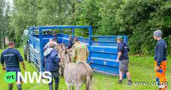 Ezels en paard gered van overstroming in Herne - VRT NWS