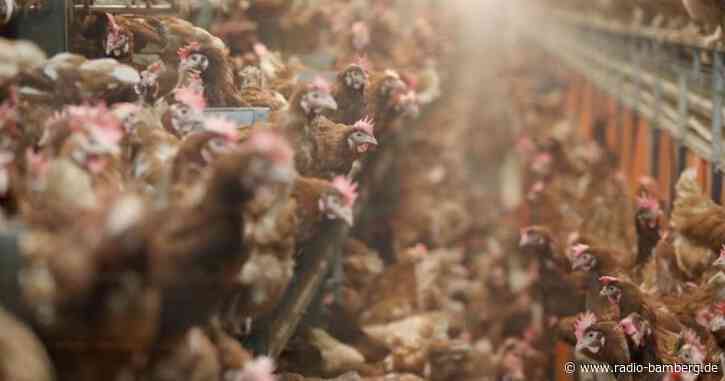 Weniger Höfe, größere Ställe: Konzentration bei Viehhaltung