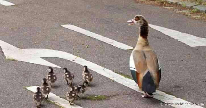 Entenküken von vierspuriger Straße gerettet