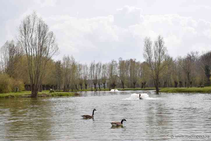 Parasiet veroorzaakte massale vissterfte op visvijver: “Maatregelen nemen zodat dit niet opnieuw gebeurt”