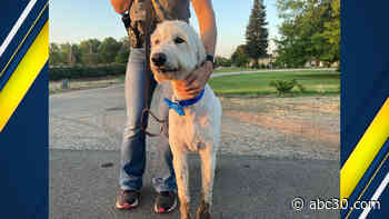 2 missing Fresno County District Attorney's Office service dogs found