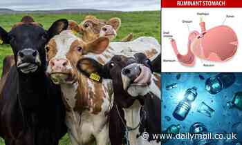 Sustainability: Scientists discover microbes in cow stomachs that can break down PLASTIC