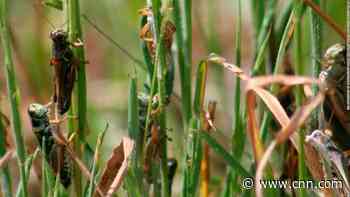 Cattle are competing against grasshoppers for food in the West's historic drought. The bugs are winning.