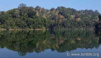 Discover our exciting new projects to fund forest conservation worldwide - BirdLife International