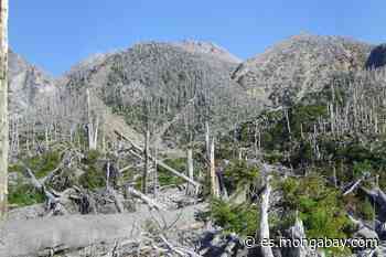 Chile: la sorprendente recuperación del bosque destruido tras la erupción del volcán Chaitén en 2008 | ENTREVISTA - Mongabay en Español