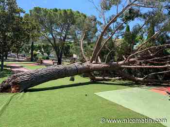Un arbre s’écroule dans un jardin d’enfants à Pégomas