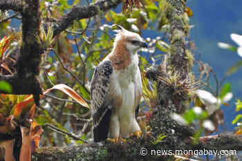 In the Colombian Andes, a forest corridor staves off species extinction - Mongabay.com