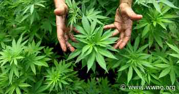 Medical Marijuana Programs Continue To Grow In The South - WWNO