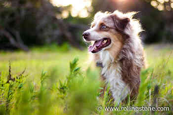 What Pet Medical Insurance Covers - Rolling Stone