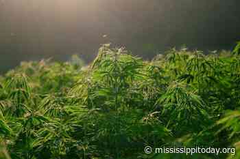 Supreme Court refuses to reconsider medical marijuana ruling - Mississippi Today
