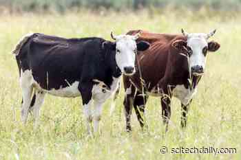 Microbes in Cow Stomachs Can Break Down Plastic – Sustainable Way to Reduce Plastic Litter