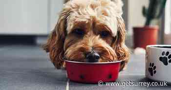 Dog food manufacturer recalls duck-based products over salmonella fear - Surrey Live