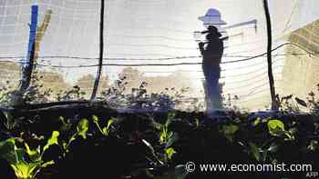 Cuba is facing its worst shortage of food since the 1990s - The Economist